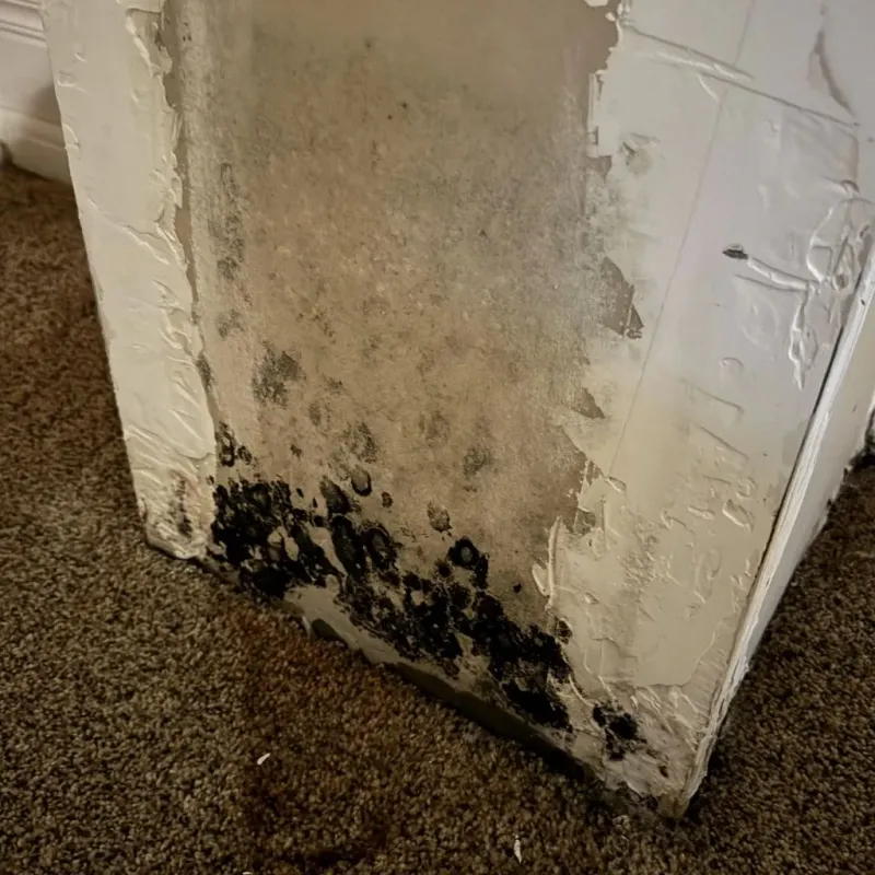 Professional Mold Removal in Mount Sterling, OH